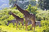 TANZANIA - Arusha National Park - 08